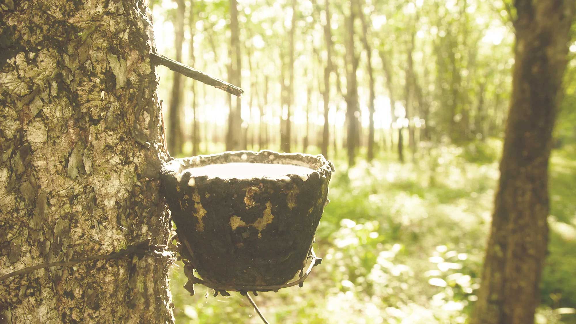 هل يجب عليك شراء مرتبة لاتكس طبيعية أم عضوية؟