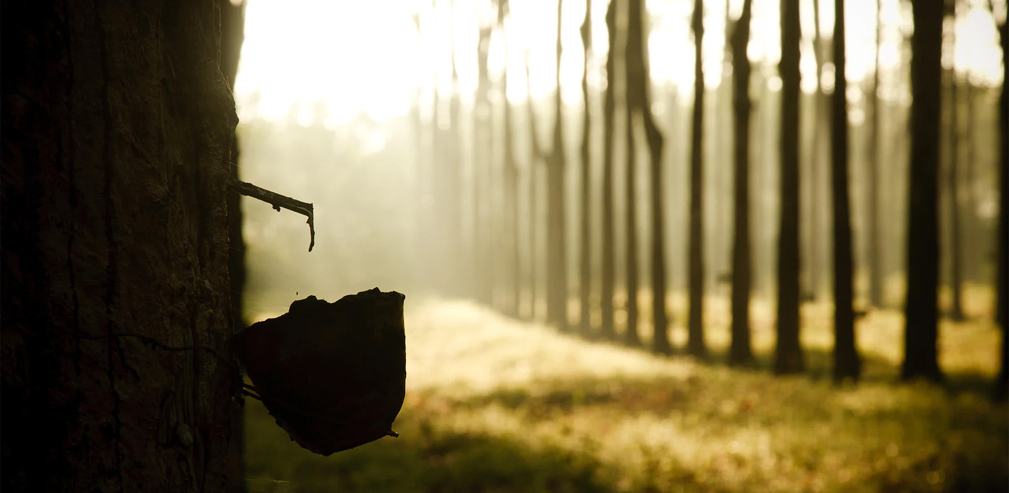 مزرعة اللاتكس العضوية