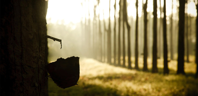 مزرعة اللاتكس العضوية